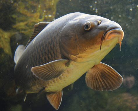 Amazing Facts about Common Carp