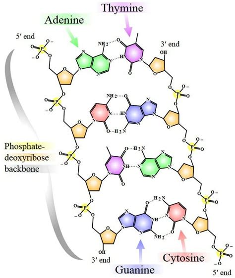 Nucleotide - Definition, Types and Examples | Biology Dictionary