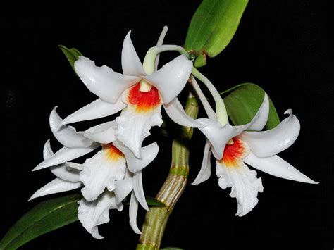 dendrobium draconis