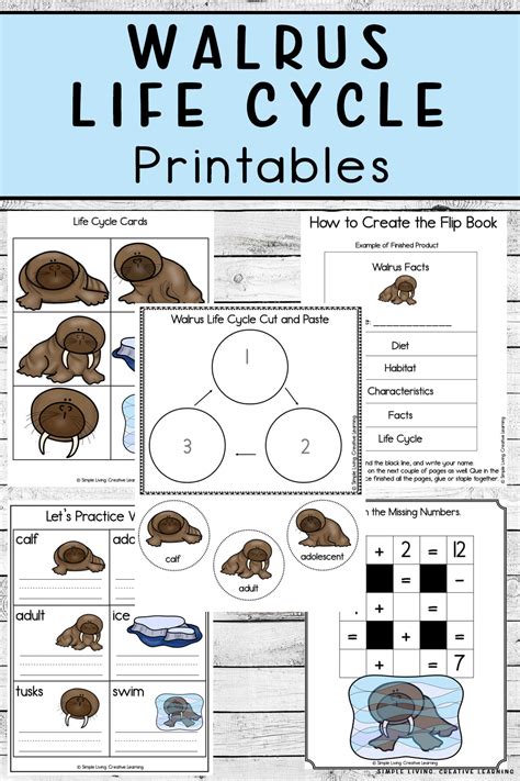 Walrus Life Cycle Printables - Simple Living. Creative Learning