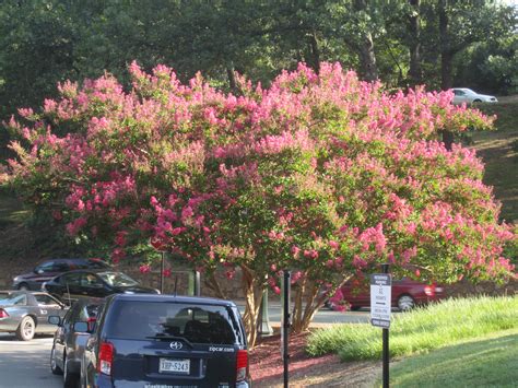 File:Crepe myrtle tree at Univ. of VA IMG 4278.JPG - Wikipedia, the ...