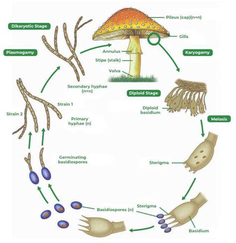 Basidiomycetes Life Cycle