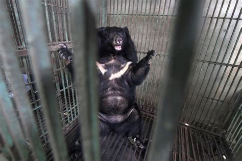 Vietnam's caged bears dying off as bile prices plummet