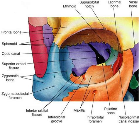 Orbital Floor Fracture Symptoms | Two Birds Home