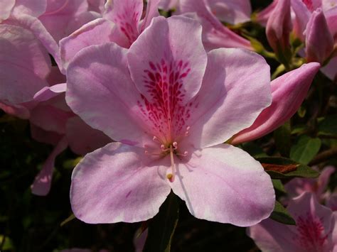 File:Pink azalea flower.jpg