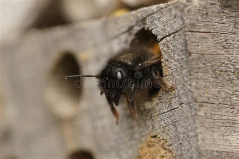 Close-up on a Female European Mason Orchard Solitary Bee, Osmia Cornuta ...