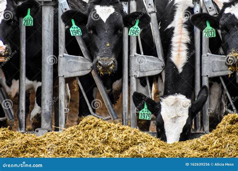 Close Up of Holstein Cows Eating. Silage on Their Noses Editorial Photo ...