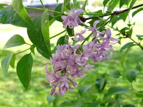 Lavender Lilac | Lilac, Plants, Flowers