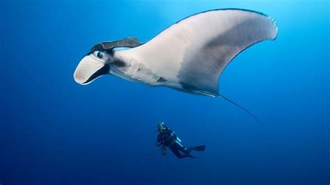 What's the Difference Between Manta Rays and Stingrays? | HowStuffWorks