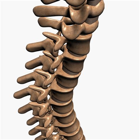 3d spine model