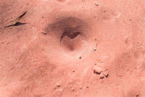 Insect traps in the sand. stock photo. Image of predator - 83691270