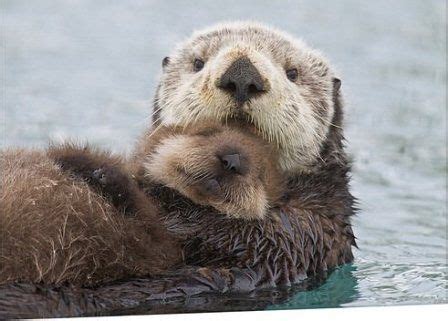 Sea Otter Mom & Pup | My Otter Love | Pinterest | Mom, Pets and Happy