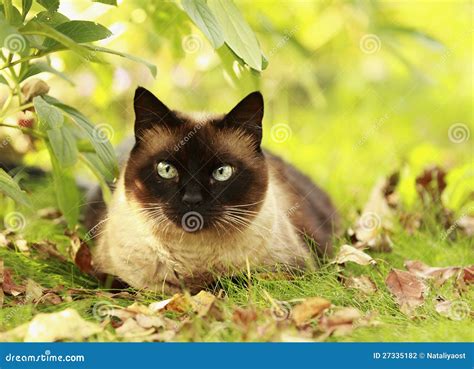 Siamese Cat in a Green Grass Stock Photo - Image of paws, beautiful ...