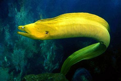 Green Moray Eel - Branson's Wild World