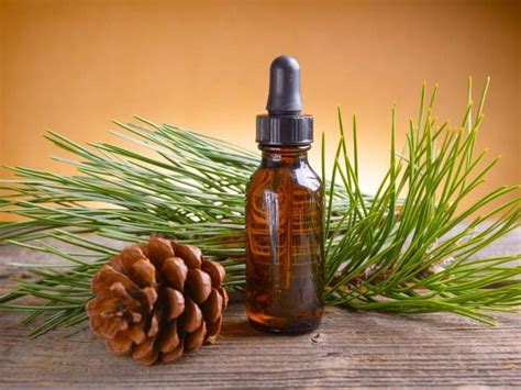 9 Amazing Benefits of Pine Essential Oil | Organic Facts