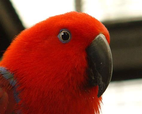 Female Eclectus Parrot. | Parrot, Parrot bird, Parrotlet