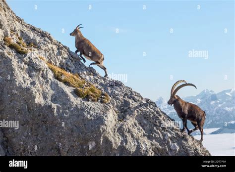 Alpine ibex (Capra ibex, Capra ibex ibex), two Alpine ibexes climbing ...