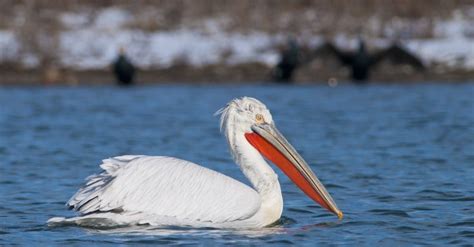 Pelican - A-Z Animals