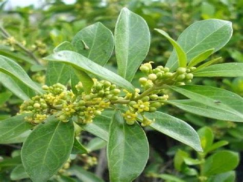 In vitro Evaluation of Anthelmintic Activity of Gymnema sylvestre Plant ...