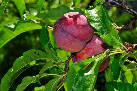 The Satsuma Plum: Everything You Need To Know - Minneopa Orchards