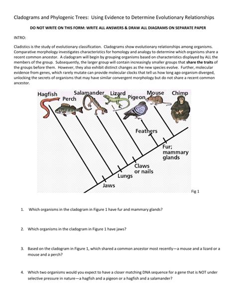 worksheet. Cladogram Worksheet Answers. Grass Fedjp Worksheet Study ...