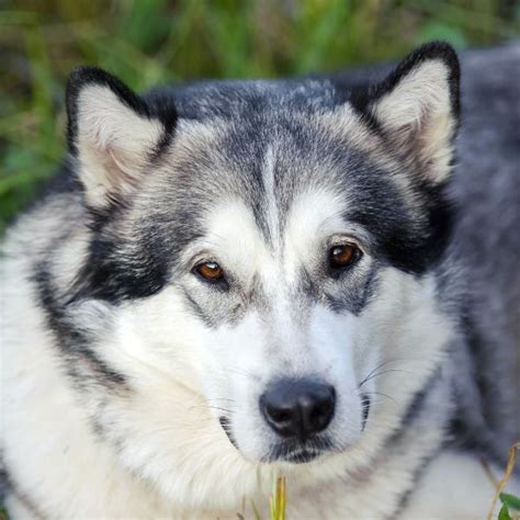 Alaskan Malamute Coat Colors | Coats and Colors