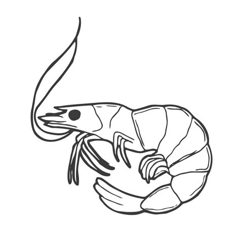 Shrimp Clip Art Black And White