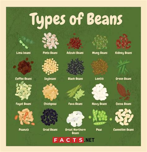 Types Of Beans Top 7 - Captions Profile