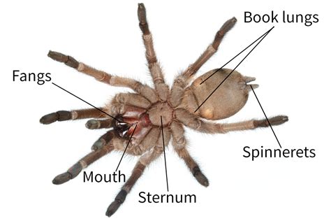 Spider anatomy - Spidentify