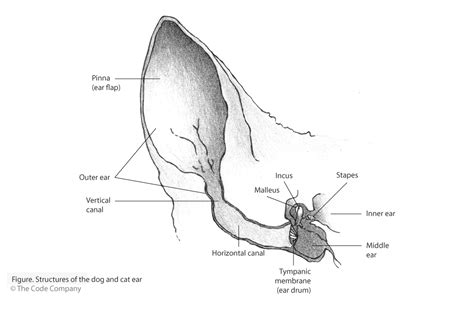 Cat Ear Canal Anatomy