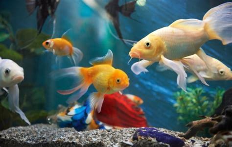 Best Peaceful Fish Tank Mates for Shrimp in Freshwater Tank - Fishxperts