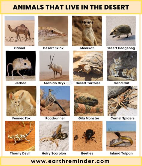 Desert Ecosystem Animals | 23 Animals That Live in The Desert