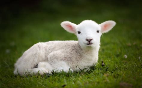 Free photo: Baby Lamb - Baby, Cute, Field - Free Download - Jooinn