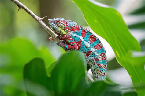 Panther Chameleon Care Sheet, Colors, Species & Price - More Reptiles