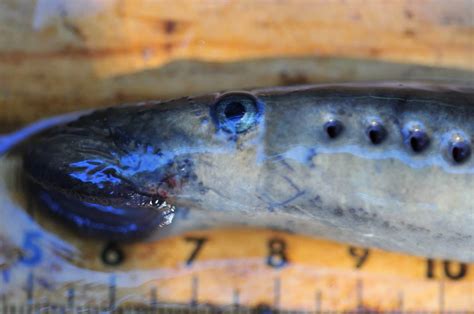 Pacific Lamprey – Pearson Ecological