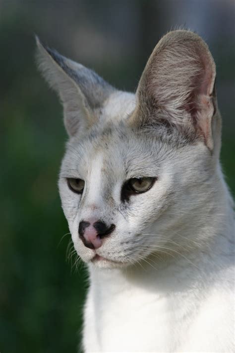 Pharaoh2 White Serval | Big Cat Rescue's big cat photos by J… | Flickr