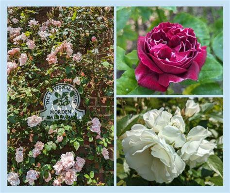 Morden Hall Park Rose Garden Visit | Gardening Writer