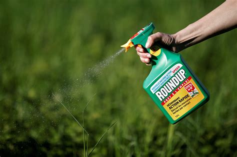 Jury orders Monsanto to pay $289 million in Roundup cancer trial - CBS News