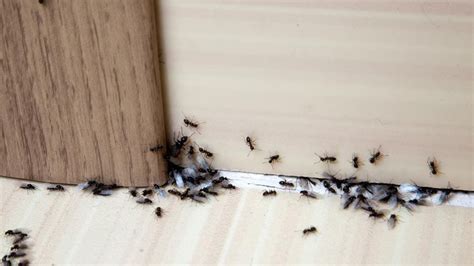 7 Common Types Of Bugs You Might See In Your Home – Forbes Home