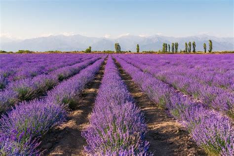 Premium Photo | Lavender fields at sunset time