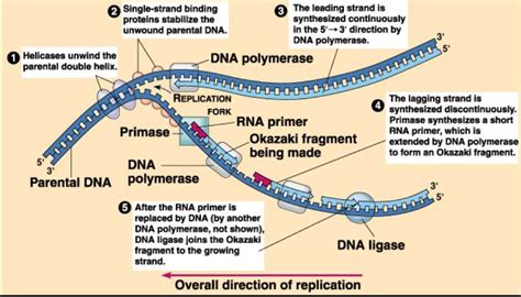 What is the primer used for DNA replication? | Socratic