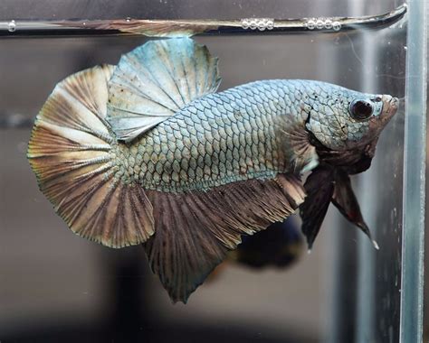 Dragon Scale Bettas: Characteristics,care, history and more....