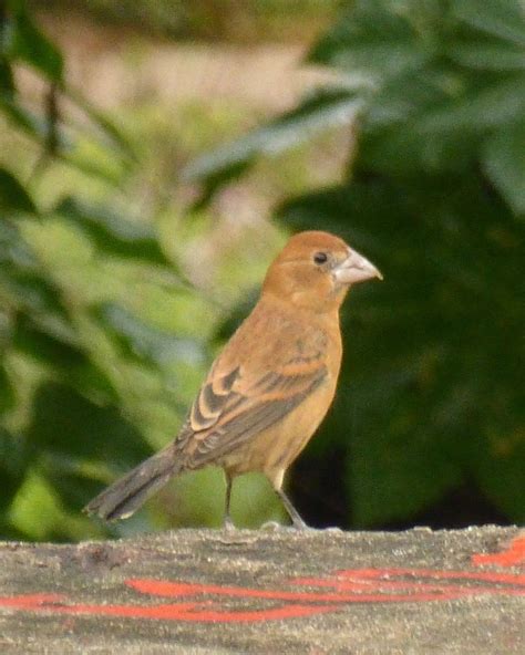 Blue Grosbeak - Female.jpg - Member Albums - Whatbird Community