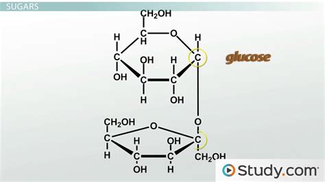 Describe the Basic Structure and Function of Sugars