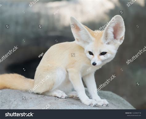 Fennec Fox Desert Fox Vulpes Zerda Stock Photo 1224903718 | Shutterstock