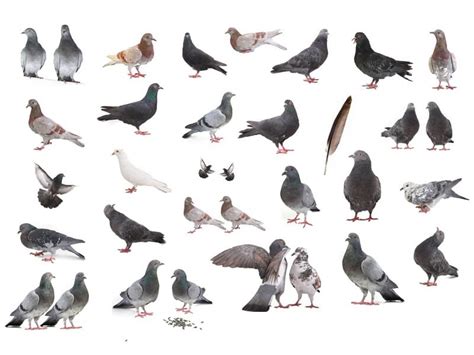 Fancy Pigeon Images With Names - Infoupdate.org