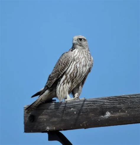 The Majestic Gyrfalcon: A Fascinating Arctic Predator | WorldWeet