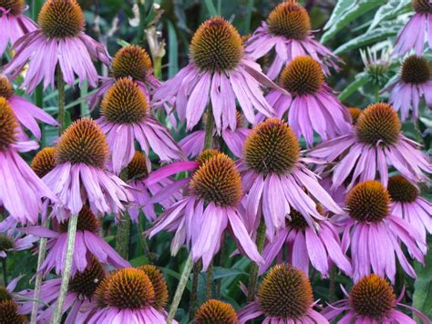 Free Echinacea (purple corn flower) Stock Photo - FreeImages.com