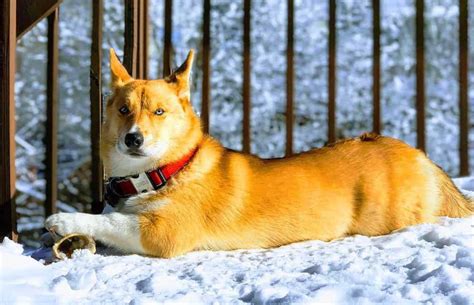 Husky Corgi Mix - Everything to Know About the Horgi