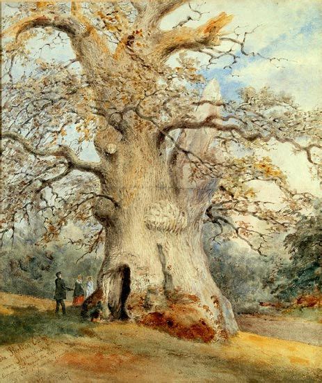 The Shelton Oak also known as Owen Glendwr's Observatory or the ...